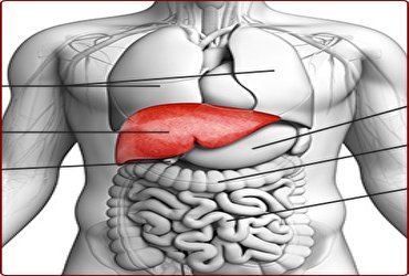 مراقب جگـر یا همان کبدتان باشید
