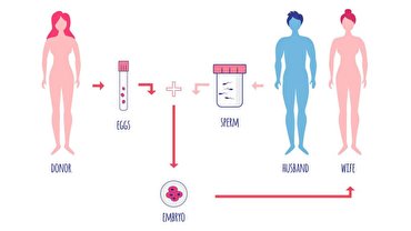 رشد صنعت اهدای تخمک در جهان / هرچه ژن، باهوش‌تر؛ تخمک، گرانتر!