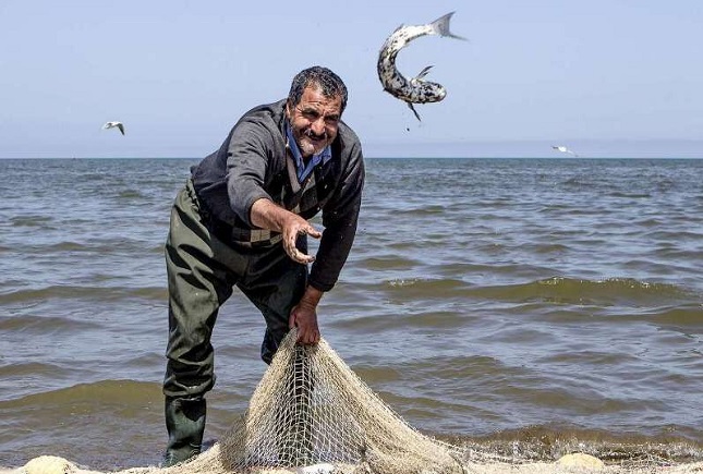 افزایش ۲۰ درصدی صید ماهیان استخوانی دریای خزر