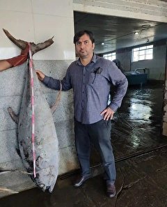 آشنایی با ماهی گیدر با ارزش ترین تون ماهی ایران
