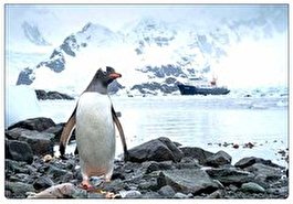 تاثیر آب شدن یخ دریای جنوبگان بر زادآوری پنگوئن ها
