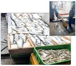 بازار ماهي سرچشمه رها بدون ناظر