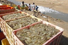 تدابیر شیلات گناوه برای مقابله با بیماری‌ها در مزارع پرورش میگو