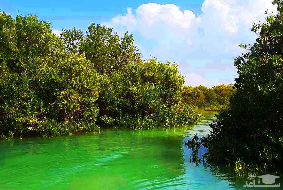 دسترس پذیری توان‌یابان به جنگل دریایی حرا در قشم آسان شد