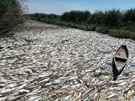 تلف شدن هزاران بچه ماهی بومی در تالاب هورالعظیم