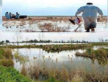 دولت چهاردهم به دنبال احیای تالاب میانکاله